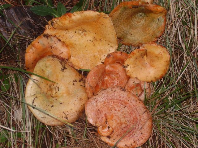 niscalo